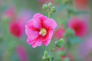 Parkta Hollyhock çiçekleri açıyor, Luannan County, Hebei Eyaleti, Chin