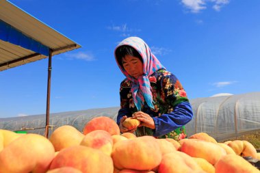 Luannan County - 30 Eylül 2018: Çiftçiler şeftali topluyor, Luannan County, Hebei Eyaleti, Çin