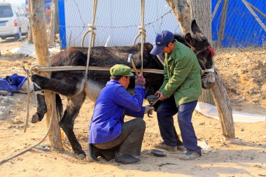 LUANNAN COUNTY - 23 Mart 2014 'te, Luannan County, Hebei Eyaleti, Çin' de eşeğe ayakkabı veren zanaatkarlar
