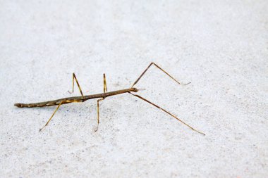 Beton zemine böcek yerleştirin, fotoğrafa yakın çekim yapın.
