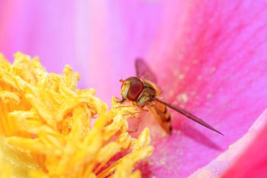 Stamen üzerinde uçan, fotoğrafa yakın çekim
