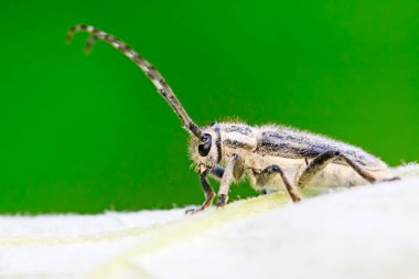 Yeşil yapraklı uzun mısır