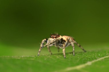 Vahşi doğadaki bitkilerin holoplatileri