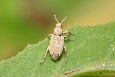 Yabani bitkilerdeki buğday biti