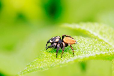 Vahşi doğadaki bitkilerin holoplatileri