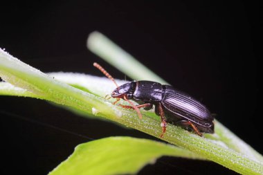 Doğadaki Kolaoptera Karabidae Böcekleri