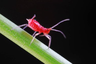 Doğada kırmızı yaprak bitleri