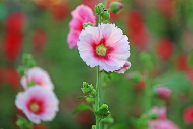 Parkta Hollyhock çiçekleri açıyor, Luannan County, Hebei Eyaleti, Chin