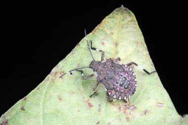 Kokuşmuş böcekler doğal haldeler.