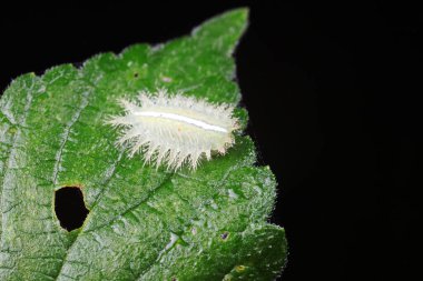 Doğal haldeki tırtıllar.