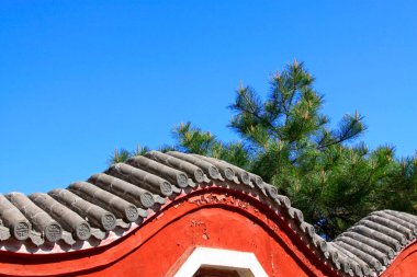 Parktaki çam ağacına ve duvarlara yakın.