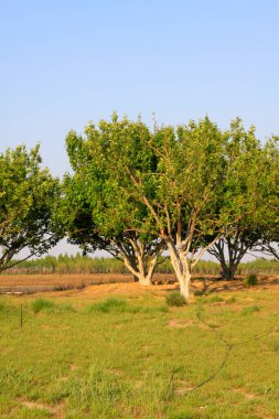 Parktaki ağaçlar ve çimenler, fotoğrafın yakın çekimi.