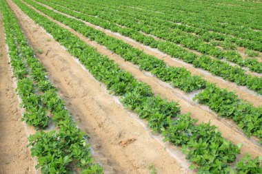 Tarlada plastik saman fıstığı fideleri 