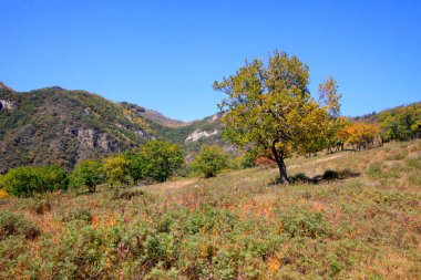 Doğal manzara, fotoğrafa yakın çekim.