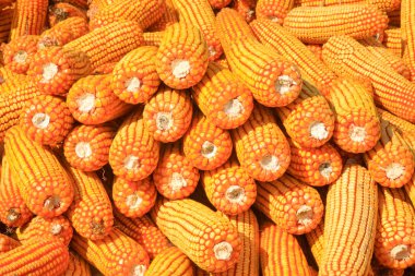 Altın mısır, fotoğrafa yakın çekim.