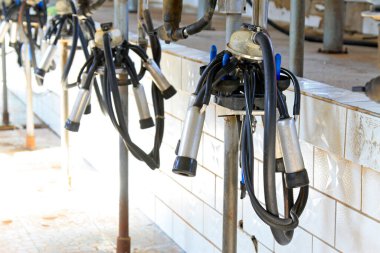 Süt çiftliklerindeki mekanize süt boruları, fotoğraf çekimleri