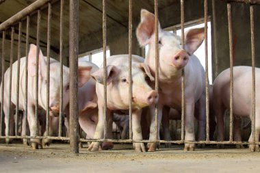 Çiftlikteki sıska domuzlar, fotoğraflara yakın çekim.
