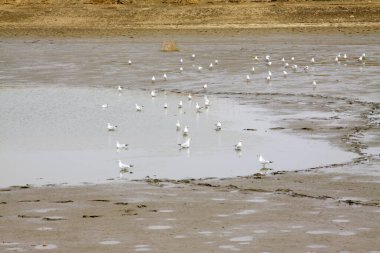 Gölette yiyecek arayan su kuşları, fotoğrafa yakın çekim.