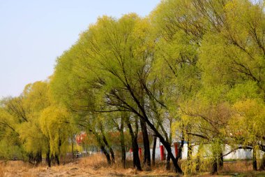 İlkbaharda parkta söğüt dalları, fotoğrafa yakın çekim