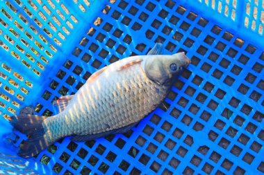 Plastik sepette sazan balığı, fotoğrafa yakın çekim.