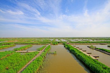 Wetland Park manzarası, fotoğrafa yakın çekim.