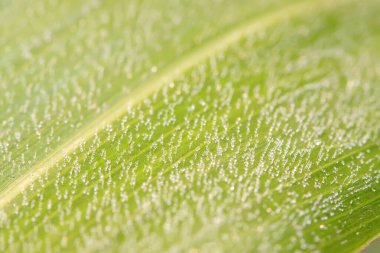 Bitki yapraklarına su damlaları