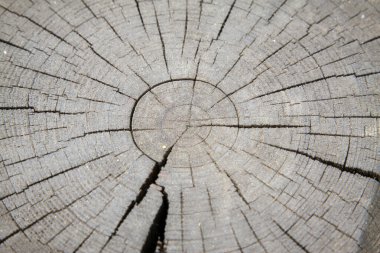 Siyah uyuyan enine kesit dokusu