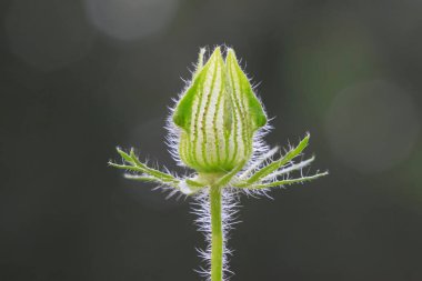 Malvaceae yabani karpuz tohumu bitkileri