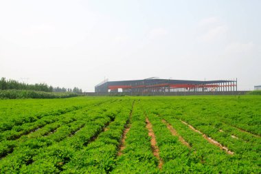 Atölye iskeleti ve tarım arazisi, fotoğrafa yakın çekim