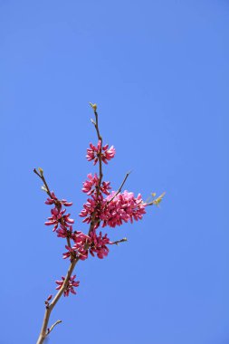 Mavi gökyüzünde Bauhinia Çiçeği