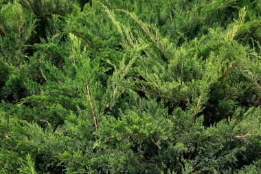 Platycladus Orientalis bir gardda