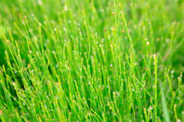 Parktaki Equisetales