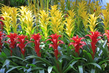 Kızıl Yıldız pineappl, fotoğrafa yaklaş.