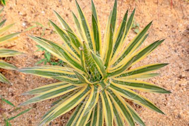 Agavaceae bitkisi parkta