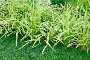 Phnom Penh geniş yapraklı Ophiopogon japonicus botanik gardında