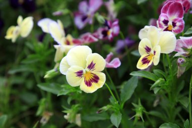 Botanik bahçesindeki hanım evladı.