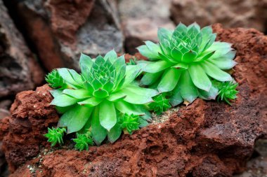 Botanik bahçesinde ev çiçekleri