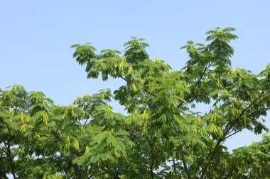 Gökyüzündeki albizzia ağacı