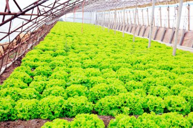 Serada sebzeler, fotoğrafa yakın çekim.