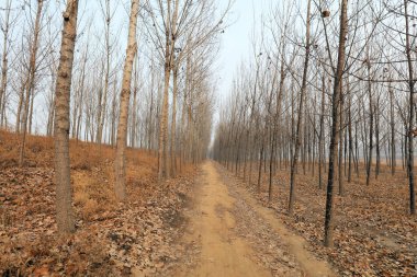 Kışın koruluğun doğal manzarası.