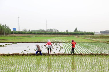 Çin 'de pirinç nakli.