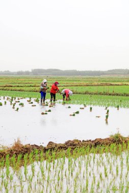 Çin 'de pirinç nakli.