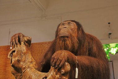 Müzede orangutan örnekleri var.
