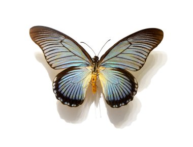 Beyaz arka planda güzel kelebekler