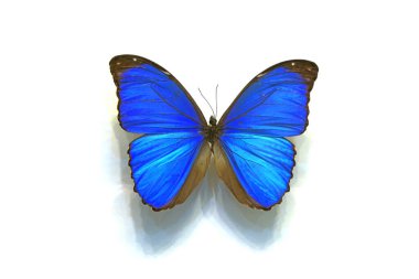 Beyaz arka planda güzel kelebekler