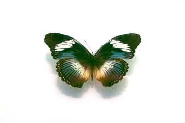 Beyaz arka planda güzel kelebekler