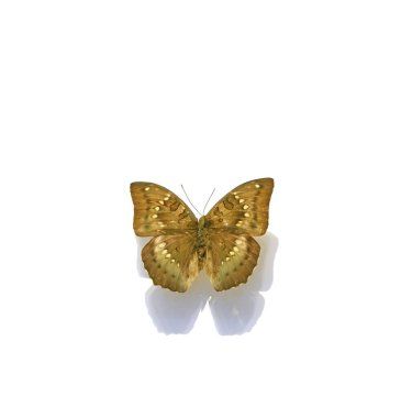 Beyaz arka planda güzel kelebekler