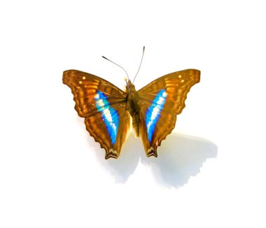 Beyaz arka planda güzel kelebekler