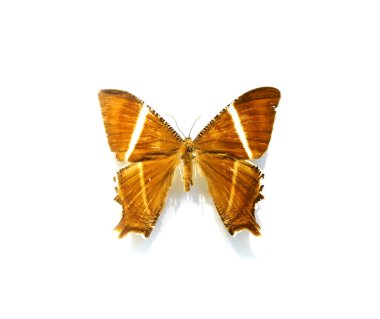 Beyaz arka planda güzel kelebekler