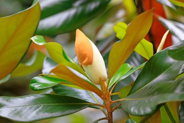 Magnolia grandiflora çiçekleri, fotoğrafa yakın çekim
